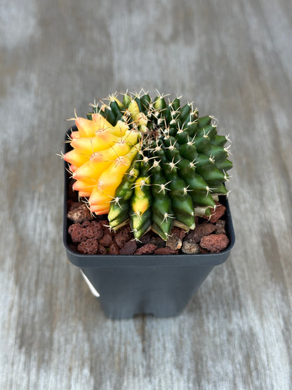 Gymnocalycium Mihanovichii Inermis Variegated cactus in a 2.5-inch pot, showcasing its unique form and texture, ideal for exotic plant enthusiasts.