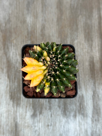 Gymnocalycium Mihanovichii Inermis Variegated cactus in a 2.5-inch pot, showcasing its distinct, rare form, ideal for exotic plant collectors.