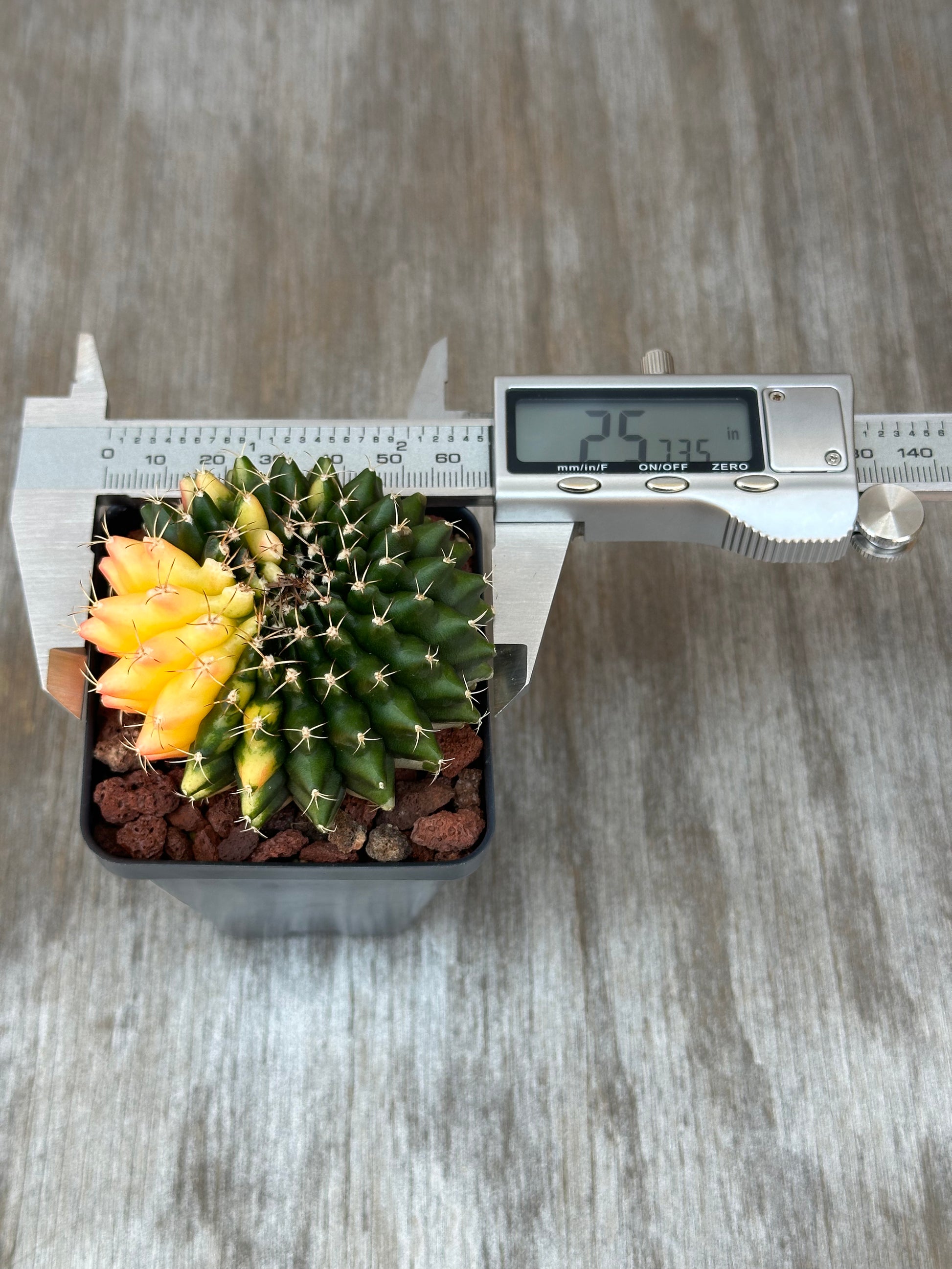 Gymnocalycium Mihanovichii Inermis Variegated in a 2.5-inch pot, displayed with a measuring device, ideal for exotic houseplant enthusiasts at Next World Exotics.