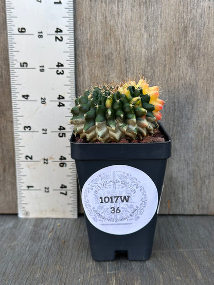 Gymnocalycium Mihanovichii Inermis Variegated cactus in a 2.5-inch pot, showcasing its unique thorns, ideal for exotic plant collectors from Next World Exotics.