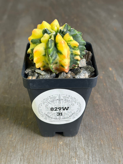 Gymno Calycium Mihanovichii Inermis in a pot, featuring a close-up of its unique cactus structure, ideal for exotic houseplant enthusiasts.