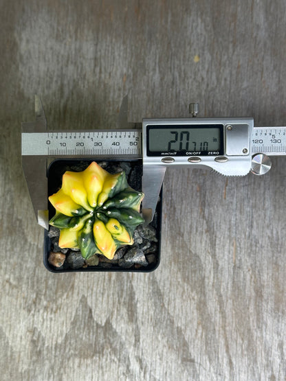 Gymno Calycium Mihanovichii Inermis cactus in a black container, shown with a digital measuring device displaying the temperature.