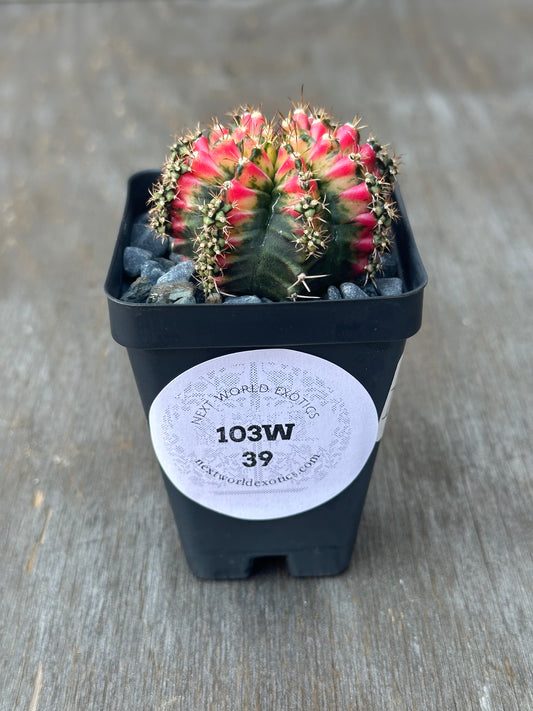 Gymnocalycium Mahanovichii 'Liger' cactus with bright pink variegation in a 2.5-inch pot. A rare, exotic houseplant available at Next World Exotics.