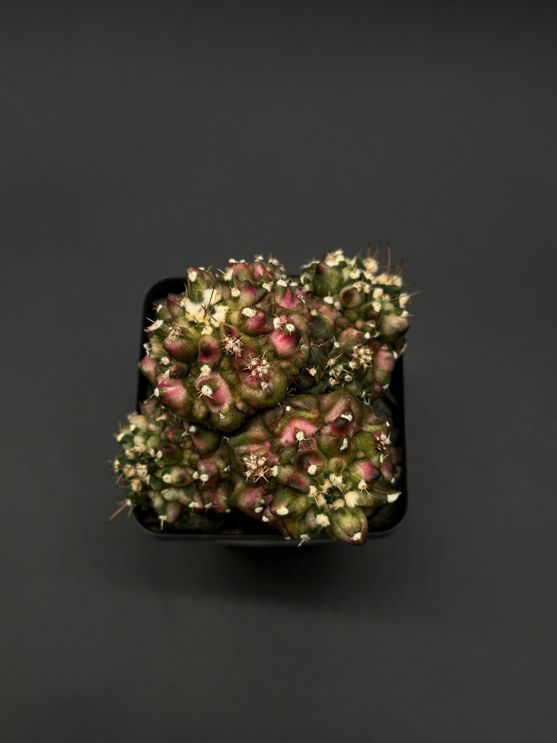 t rex succulent Gymnocalycium Mihanovichii 'T-Rex x T-Lux' Cluster (522W17) – Next World Exotics