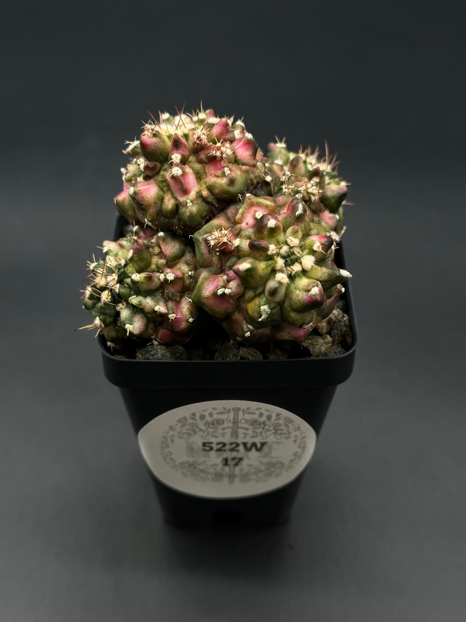 t rex succulent Gymnocalycium Mihanovichii 'T-Rex x T-Lux' Cluster (522W17)