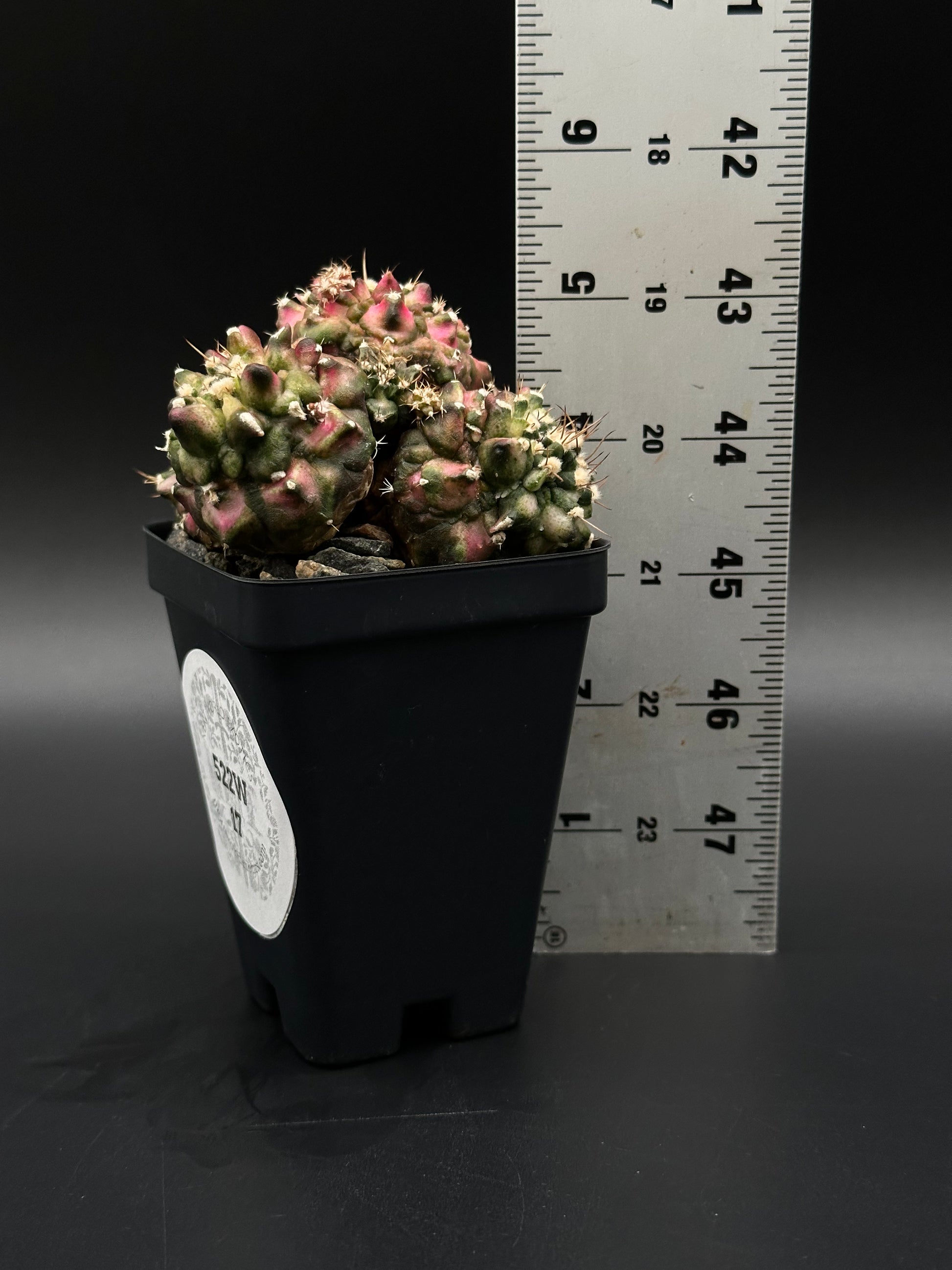 t rex succulent Gymnocalycium Mihanovichii 'T-Rex x T-Lux' Cluster (522W17)