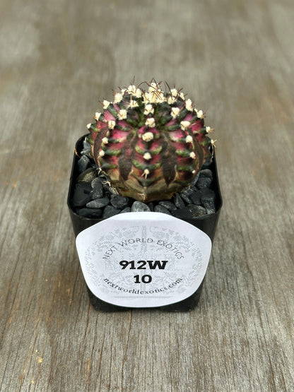 Gymnocalycium Mihanovichii 'T-Rex' cactus in a pot, featuring distinctive white and pink thorns, with a label identifying the plant.