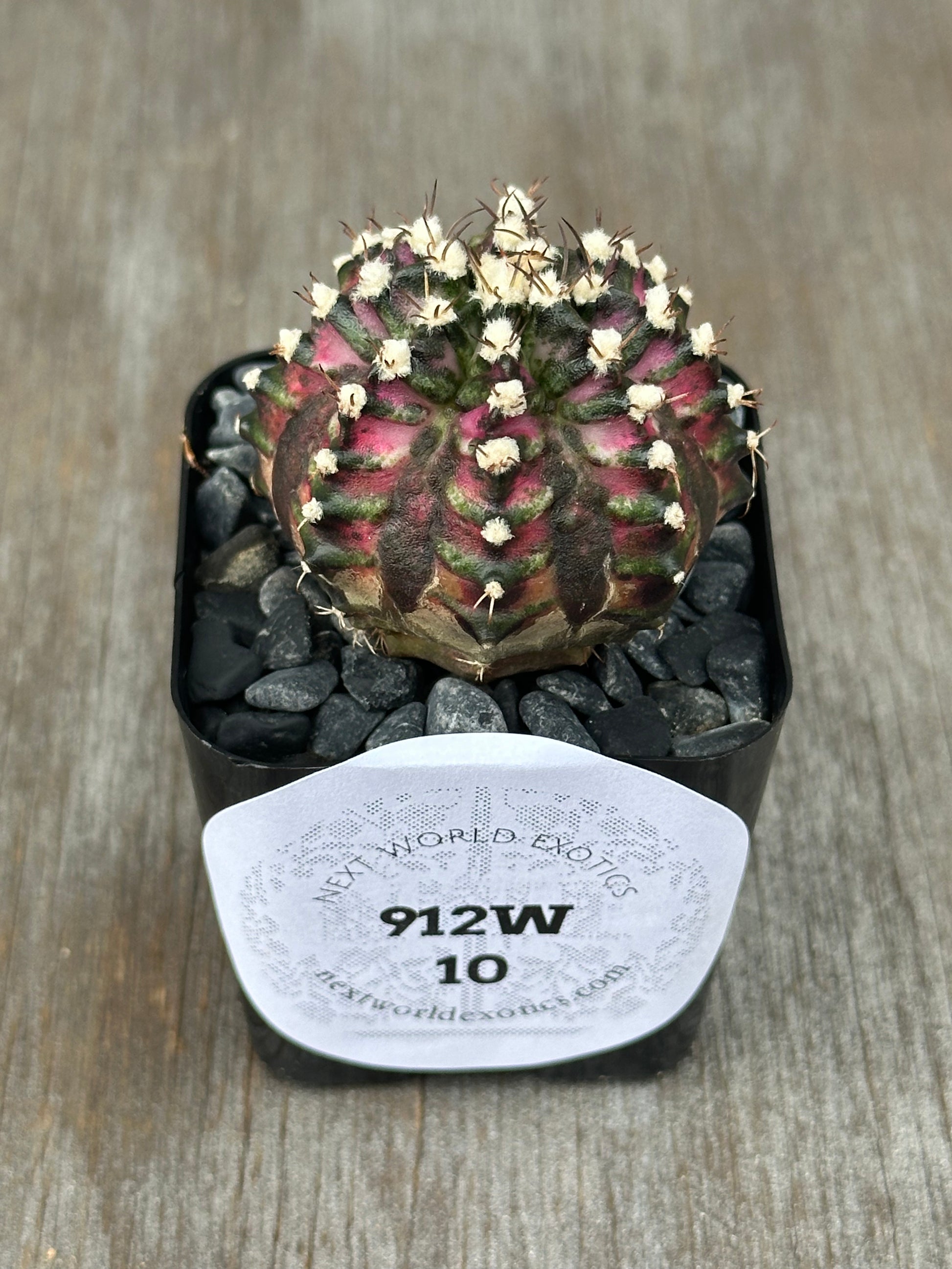 Gymnocalycium Mihanovichii 'T-Rex' cactus in a pot with a label, featuring white flowers on top, ideal for exotic plant enthusiasts.