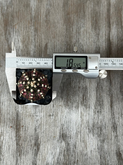 Gymnocalycium Mihanovichii 'T-Rex' cactus measured with a digital caliper, showing precise dimensions for exotic plant collectors.