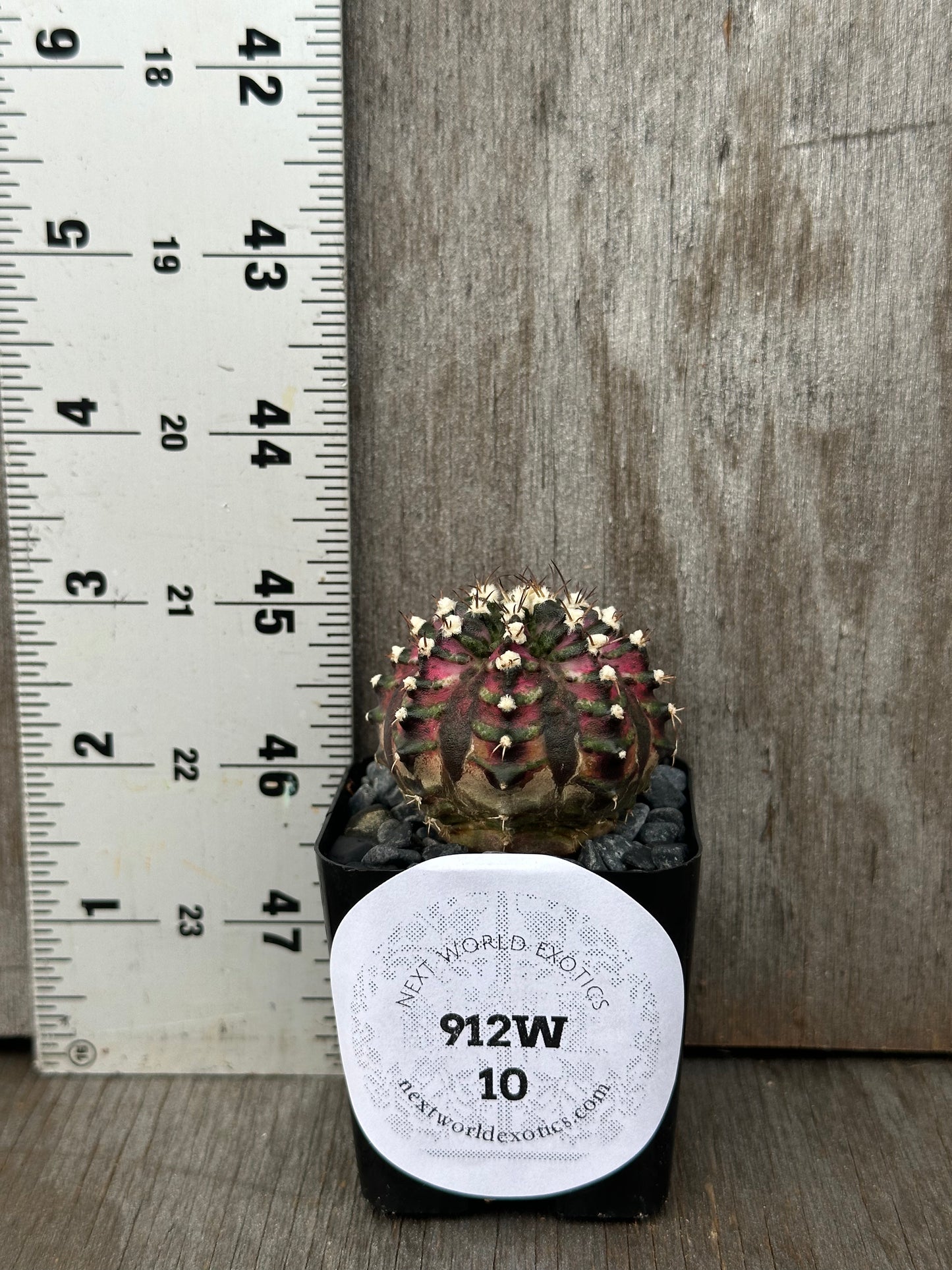 Gymnocalycium Mihanovichii 'T-Rex' cactus in a pot with white and red spikes, shown next to a ruler for scale.