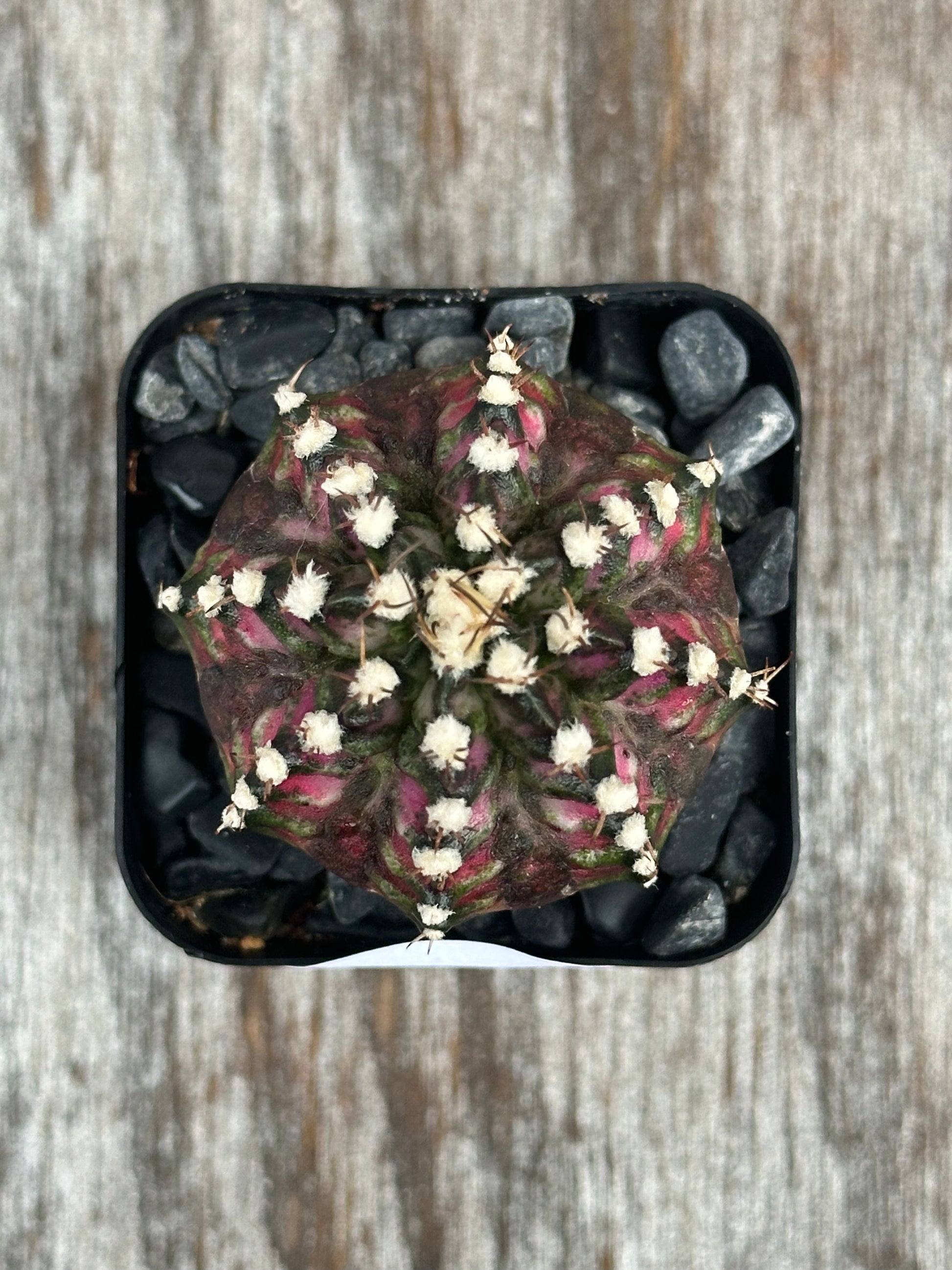 Gymnocalycium Mihanovichii 'T-Rex' variegated cactus in a black container, showcasing pink and green hues, perfect for exotic houseplant enthusiasts.