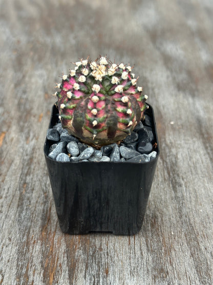 Gymnocalycium Mihanovichii 'T-Rex' cactus with pink and green variegation in a 2-inch pot. Perfect for collectors of exotic houseplants.