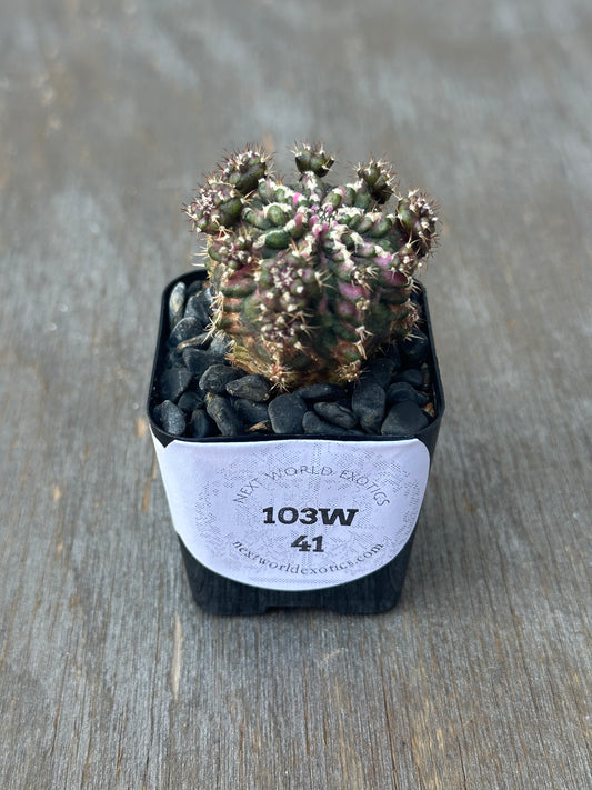 Gymnocalycium Mihanovichii 'T-Rex x T-Lux' (103W41) in a pot, labeled, with close-up detailing its unique cactus structure.