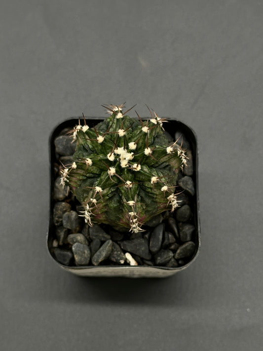Gymnocalycium Mihanovichii 'T-Rex x T-Lux' hybrid cactus in a 2-inch pot, perfect for rare plant collectors and exotic indoor garden enthusiasts.