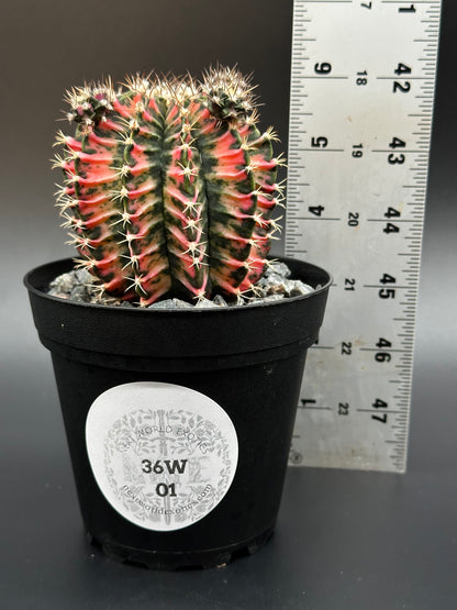 Gymnocalycium Mihanovichii Variegated (36W01) cactus in a 2.5-inch pot with thorns, displayed next to a ruler for size reference.