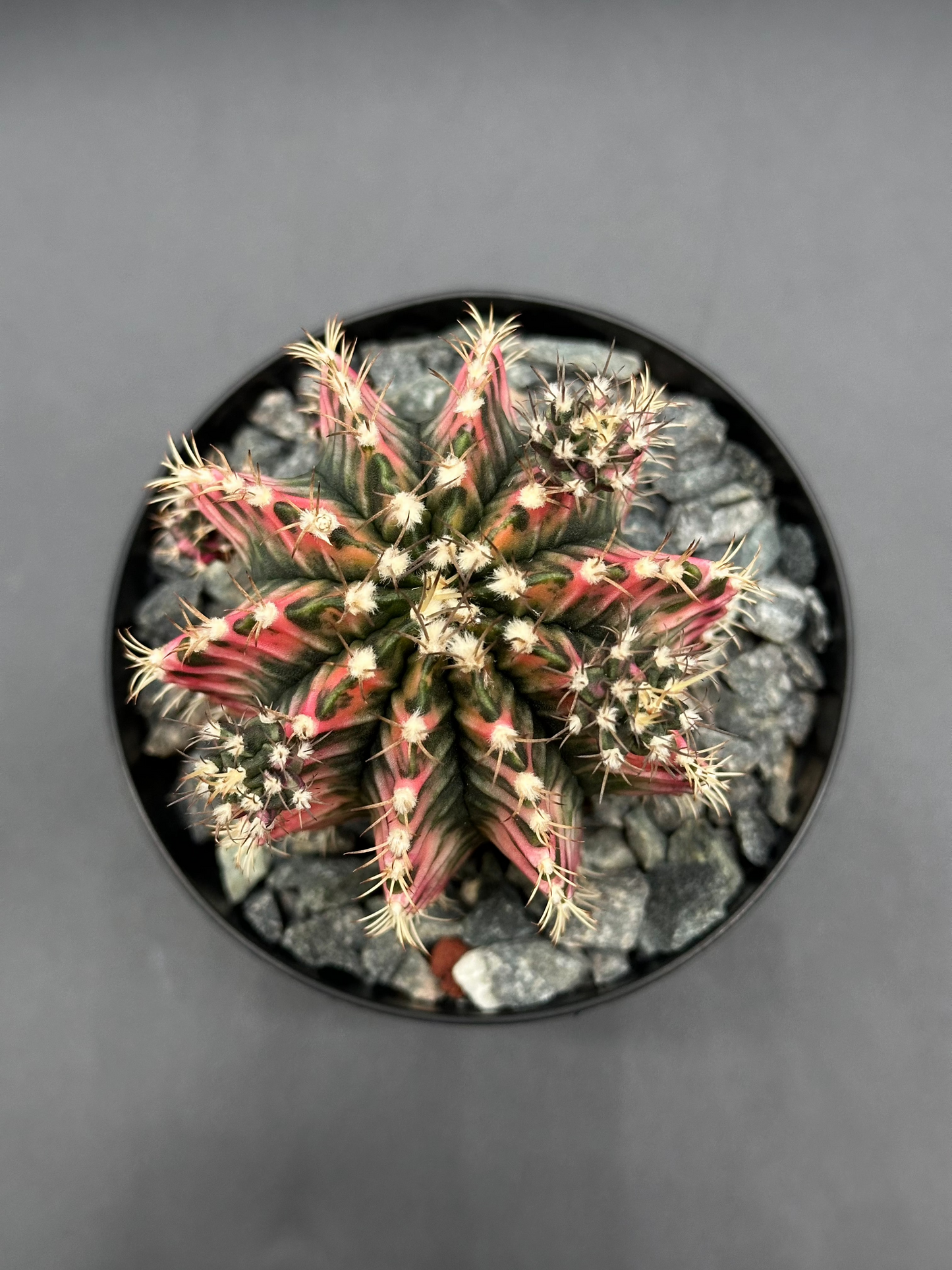 Gymnocalycium Mihanovichii Variegated (36W01) cactus in a 2.5-inch pot, showcasing its unique bright variegation, ideal for exotic houseplant enthusiasts.