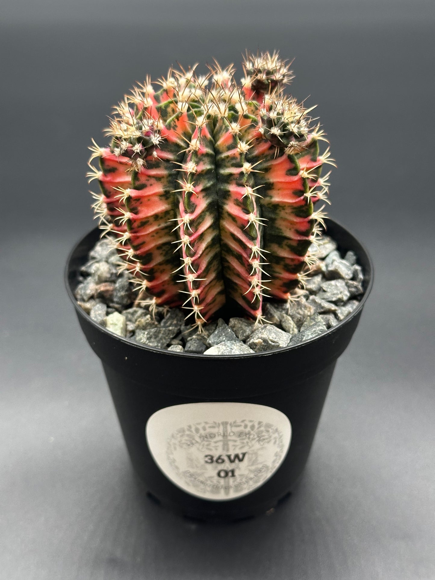 Gymnocalycium Mihanovichii Variegated (36W01) cactus in a 2.5-inch pot, showcasing bright variegation, ideal for exotic houseplant collections.