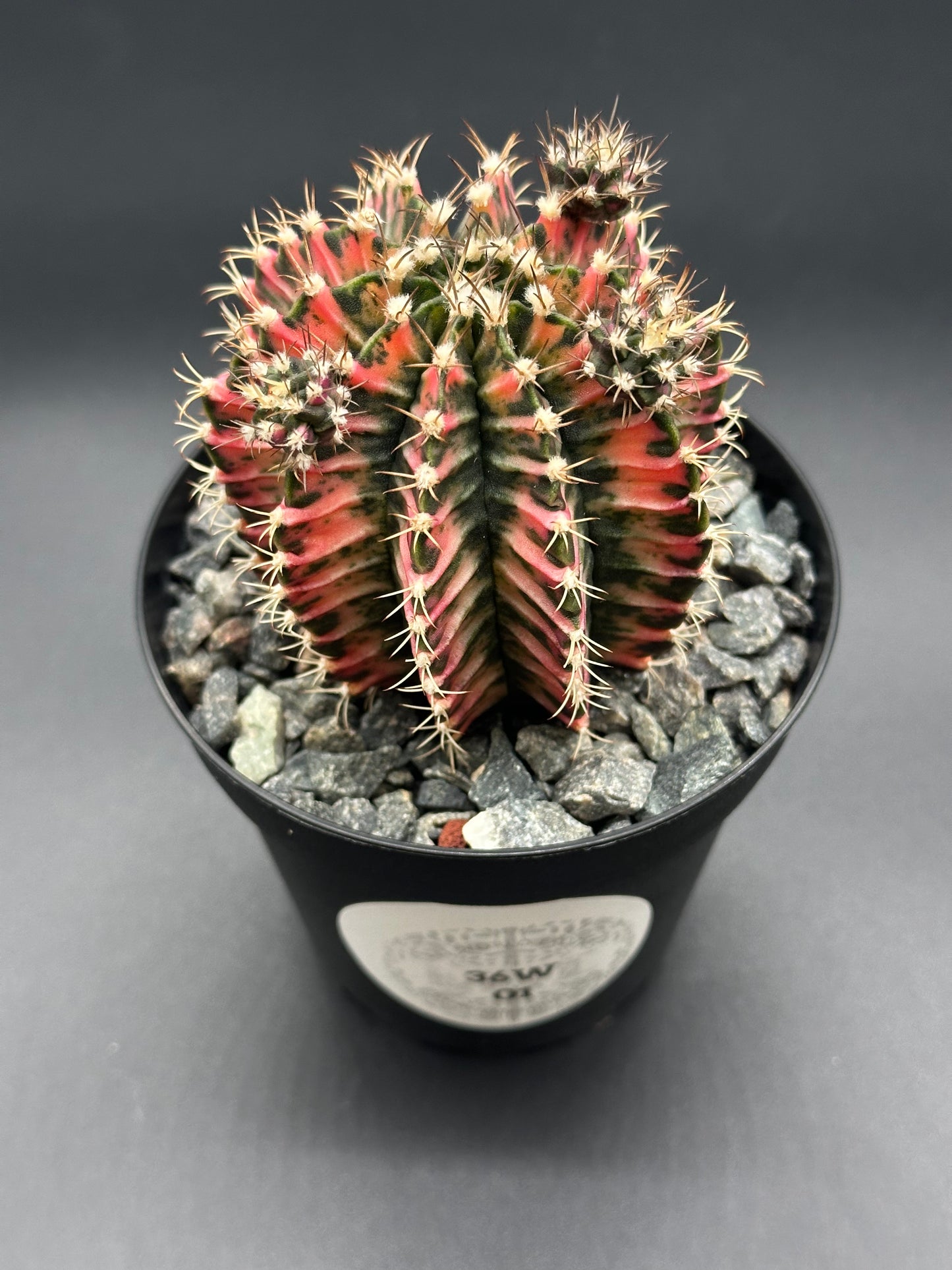 Gymnocalycium Mihanovichii Variegated (36W01) in a 2.5-inch pot, showcasing bright variegation and characteristic thorns, ideal for exotic houseplant collections.