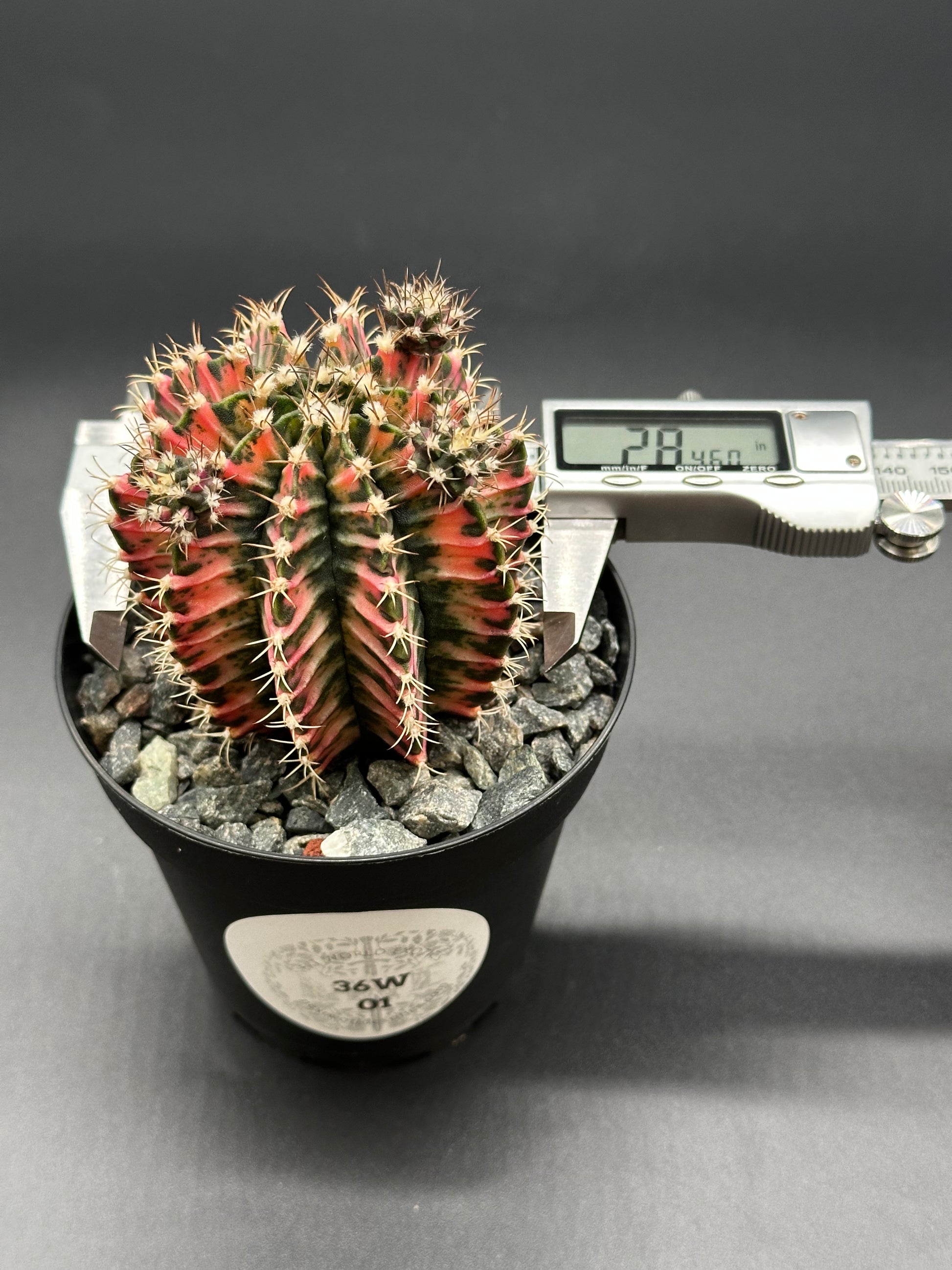 Gymnocalycium Mihanovichii Variegated in a 2.5-inch pot with caliper for measurement, highlighting its distinctive variegated form, ideal for exotic plant collectors.