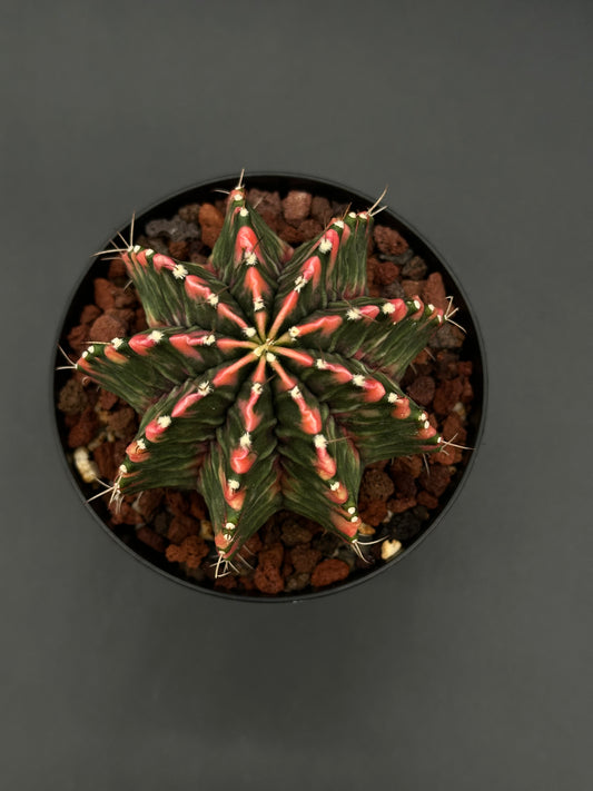 Gymnocalycium Mihanovichii Variegated (522W16) in a 2.5-inch pot, showcasing unique bright variegation, ideal for exotic plant collectors.