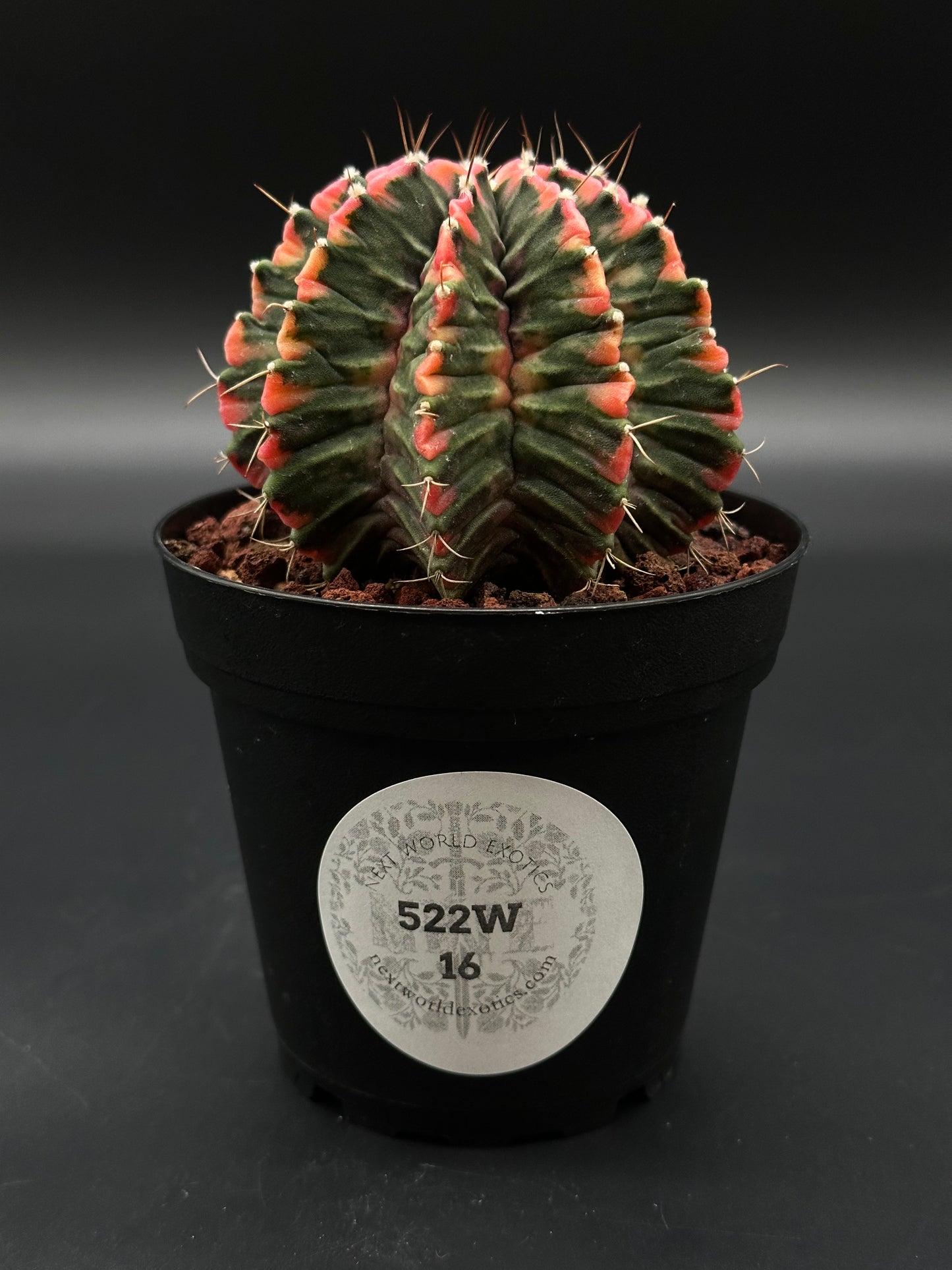 Gymnocalycium Mihanovichii Variegated (522W16) in a 2.5-inch pot, showcasing distinct bright variegation, ideal for exotic houseplant enthusiasts.