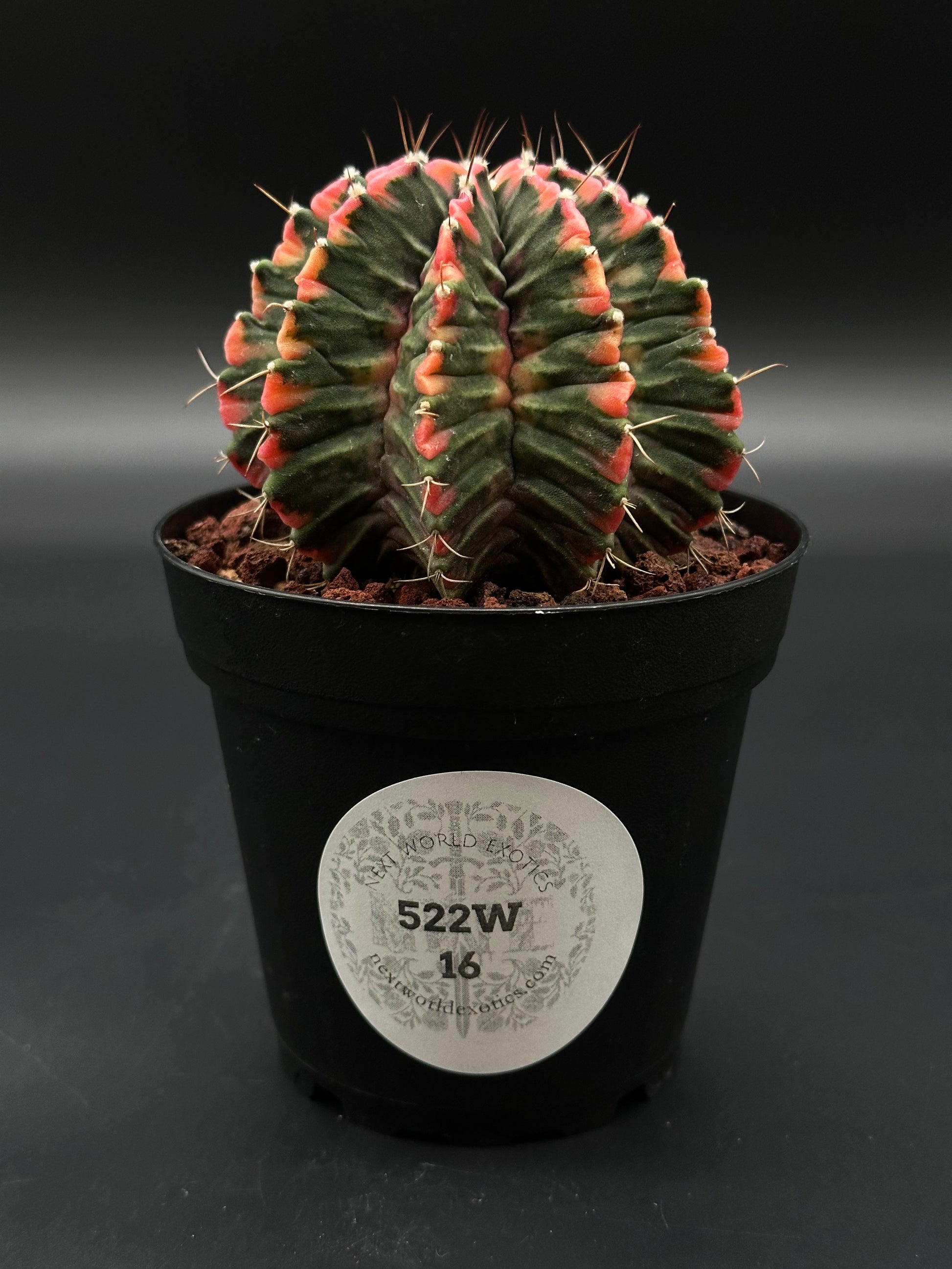 Gymnocalycium Mihanovichii Variegated (522W16) in a 2.5-inch pot, showcasing distinct bright variegation, ideal for exotic houseplant enthusiasts.