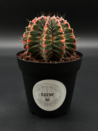 Gymnocalycium Mihanovichii Variegated (522W16) in a 2.5-inch pot, showcasing distinct bright variegation, ideal for exotic houseplant enthusiasts.