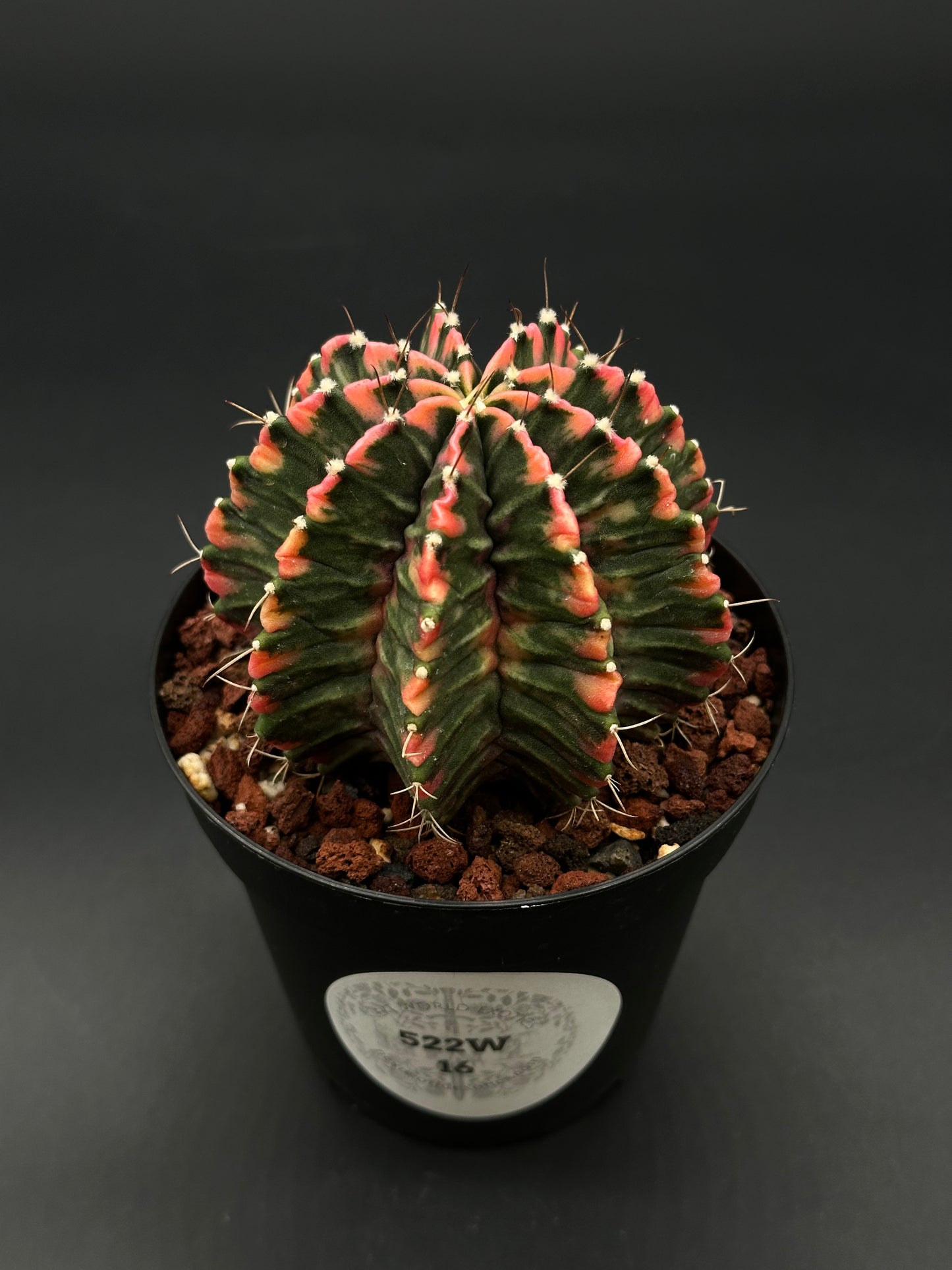Gymnocalycium Mihanovichii Variegated (522W16) in a 2.5-inch pot, showcasing striking variegation, ideal for exotic houseplant collectors.