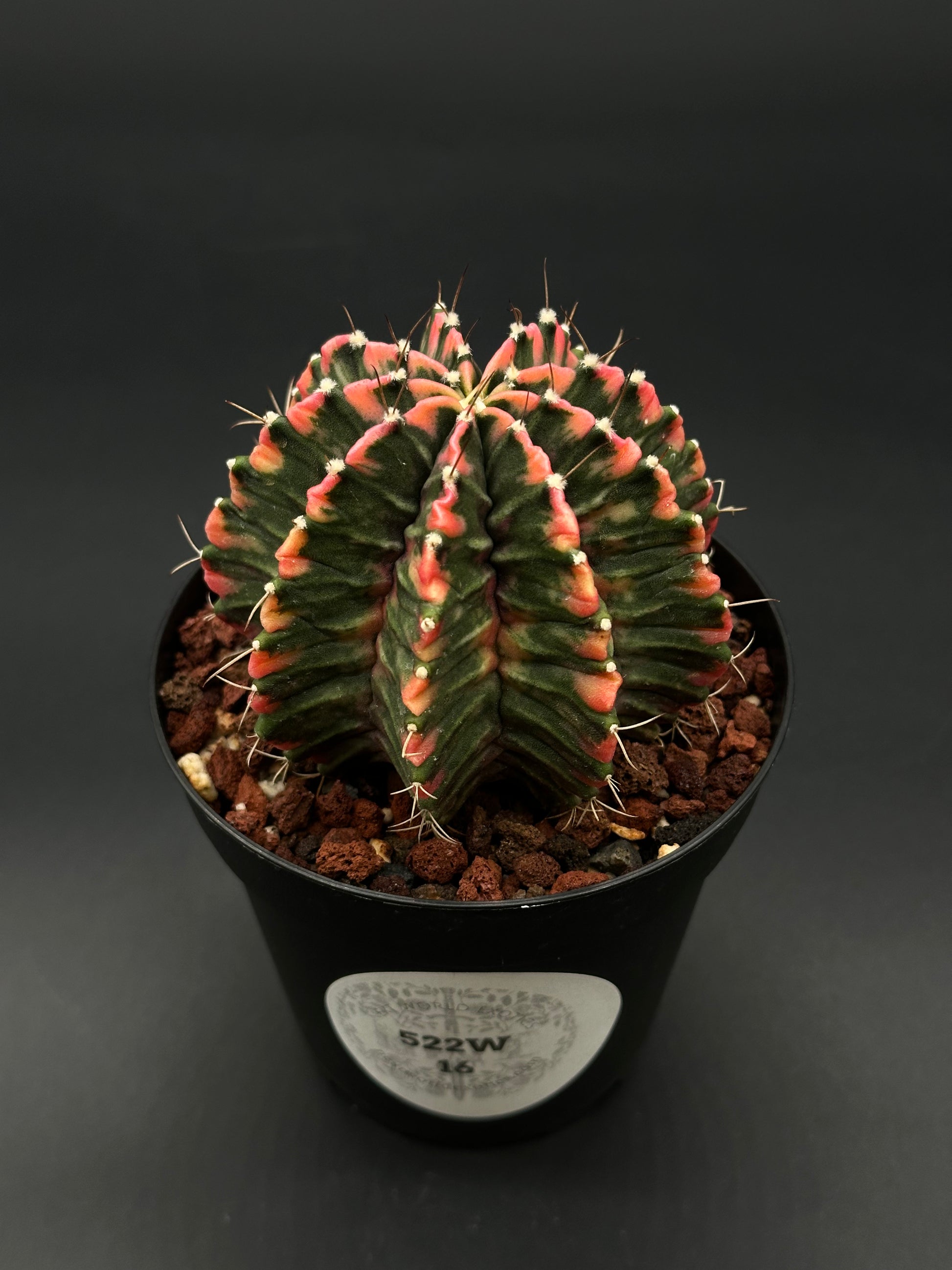 Gymnocalycium Mihanovichii Variegated (522W16) in a 2.5-inch pot, showcasing striking variegation, ideal for exotic houseplant collectors.