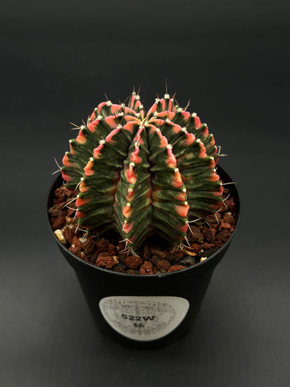 Gymnocalycium Mihanovichii Variegated (522W16) in a 2.5-inch pot, showcasing striking variegation, ideal for exotic houseplant collectors.
