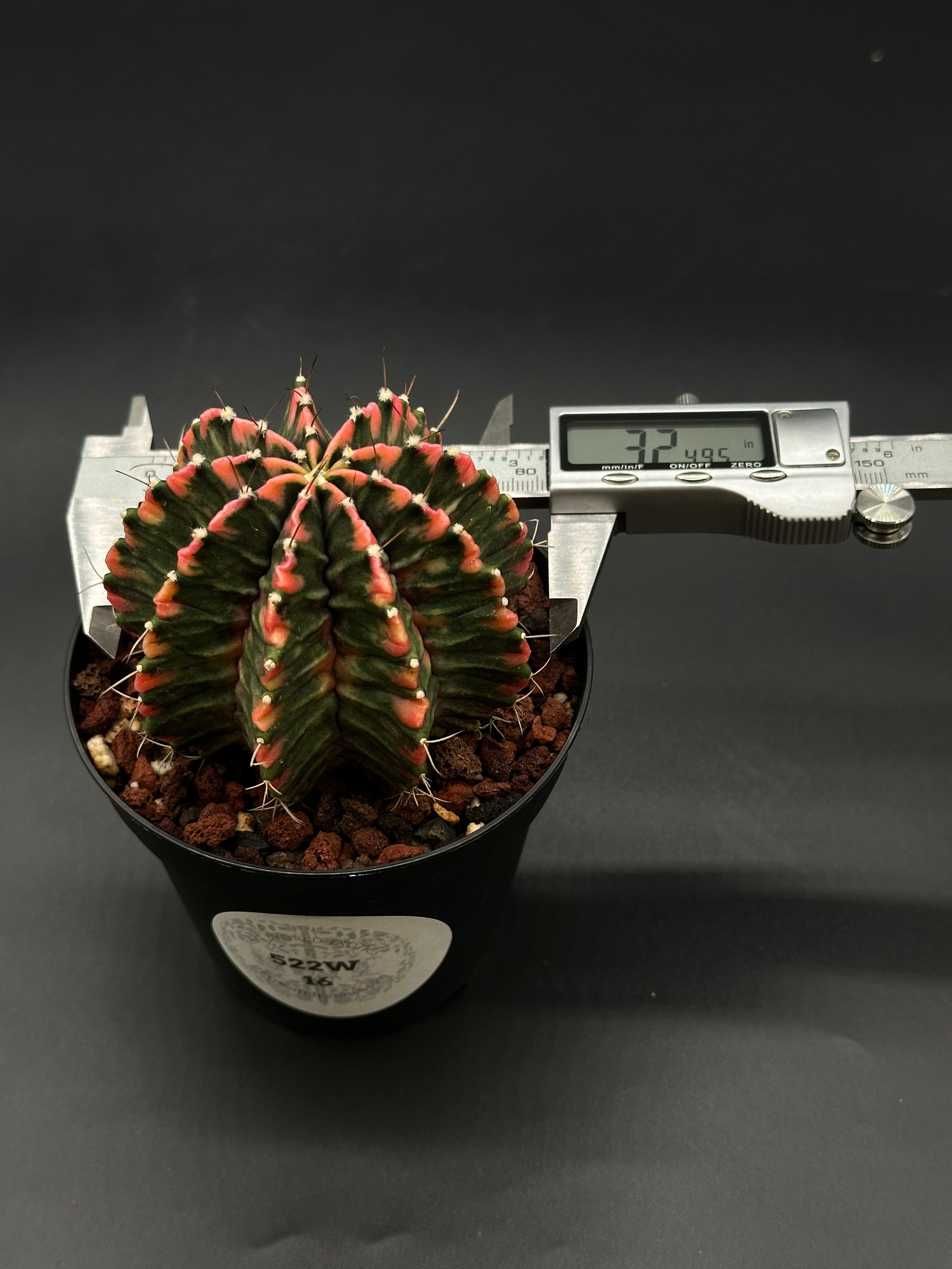 Gymnocalycium Mihanovichii Variegated (522W16) in a 2.5-inch pot, showcasing bright variegation, offered by Next World Exotics for plant enthusiasts.
