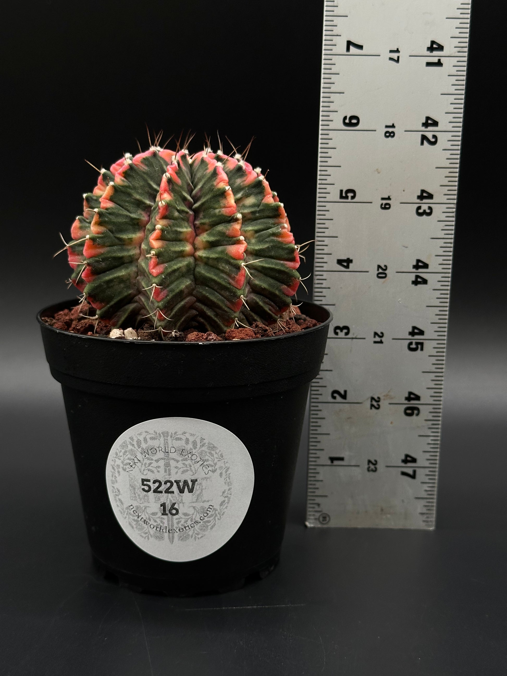 Gymnocalycium Mihanovichii Variegated (522W16) in a 2.5-inch pot, showcasing bright variegation. Part of Next World Exotics’ rare tropical houseplant collection.