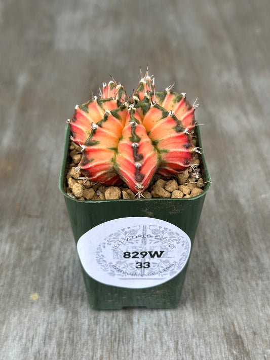 Gymnocalycium Mihanovichii Variegated (829W33) cactus in a 5 pot, showcasing warm red variegation, spherical body, and pliable grayish-yellow spines.