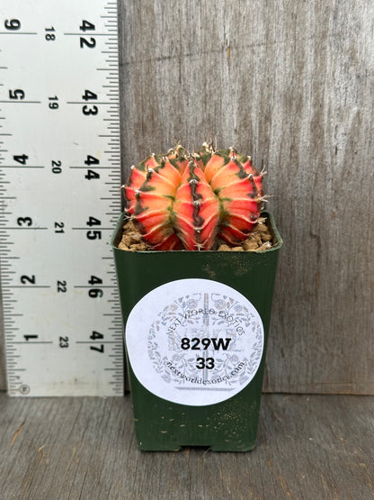 Gymnocalycium Mihanovichii Variegated (829W33) cactus in a 5 pot, showing red variegation between ribs, next to a ruler for size reference.