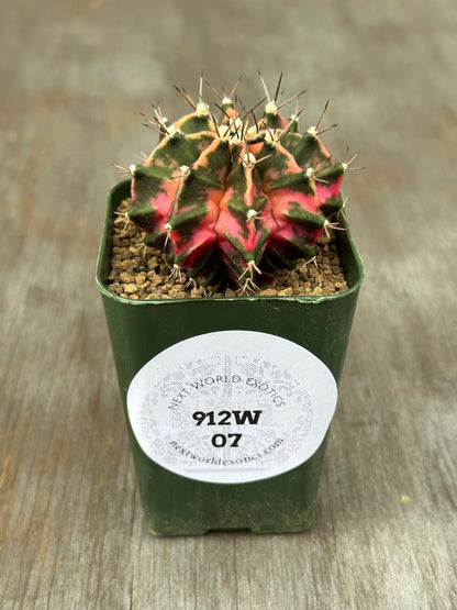 Gymnocalycium Mihanovichii Variegated 'Liger' in a small pot, showcasing distinct pink and green variegation, perfect for exotic houseplant enthusiasts.