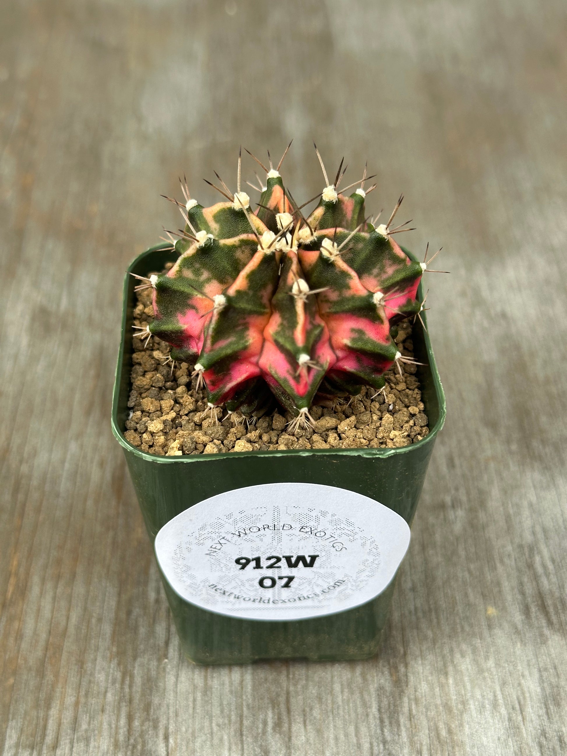 Gymnocalycium Mihanovichii Variegated 'Liger' in a 2-inch pot, showcasing unique pink and green variegation. Perfect for exotic plant enthusiasts and collectors.