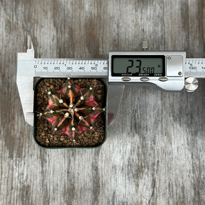 Gymnocalycium Mihanovichii Variegated 'Liger' in a 2-inch pot with a digital measuring device showing its size. Suitable for exotic houseplant collectors.