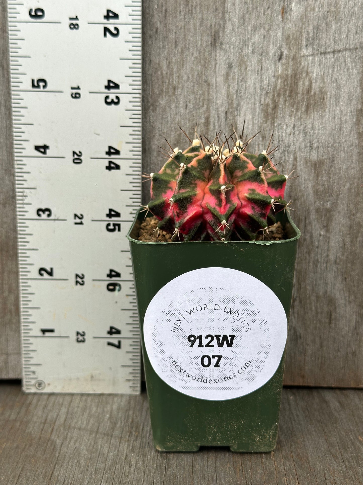 Gymnocalycium Mihanovichii Variegated 'Liger' in a 2-inch pot, shown next to a ruler for scale.