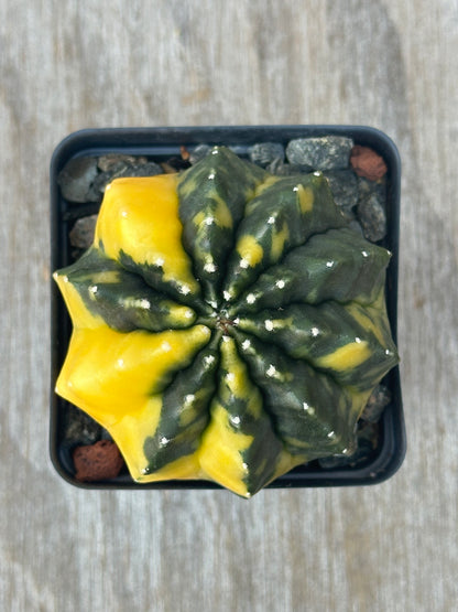 Gymnocalycium Mihanovichii Inermis Variegated cactus in a 2.5-inch black pot, showcasing its distinct variegation. Ideal for exotic houseplant enthusiasts.