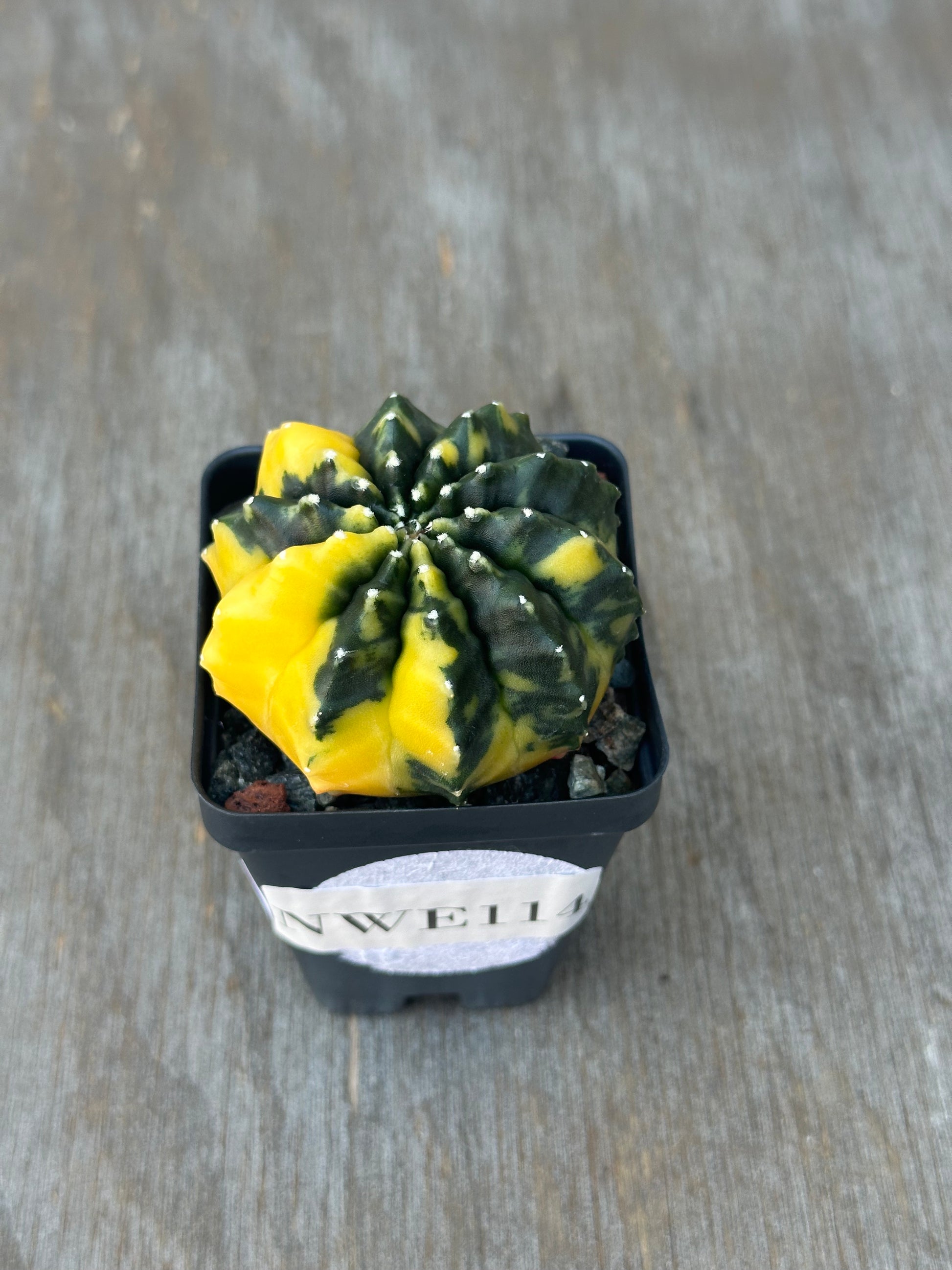 Gymnocalycium Mihanovichii Inermis Variegated cactus in a 2.5-inch pot, a rare tropical houseplant from Next World Exotics.