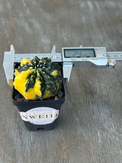 Small Gymnocalycium Mihanovichii Inermis Variegated cactus in a 2.5-inch pot, shown with a digital measuring device for scale.