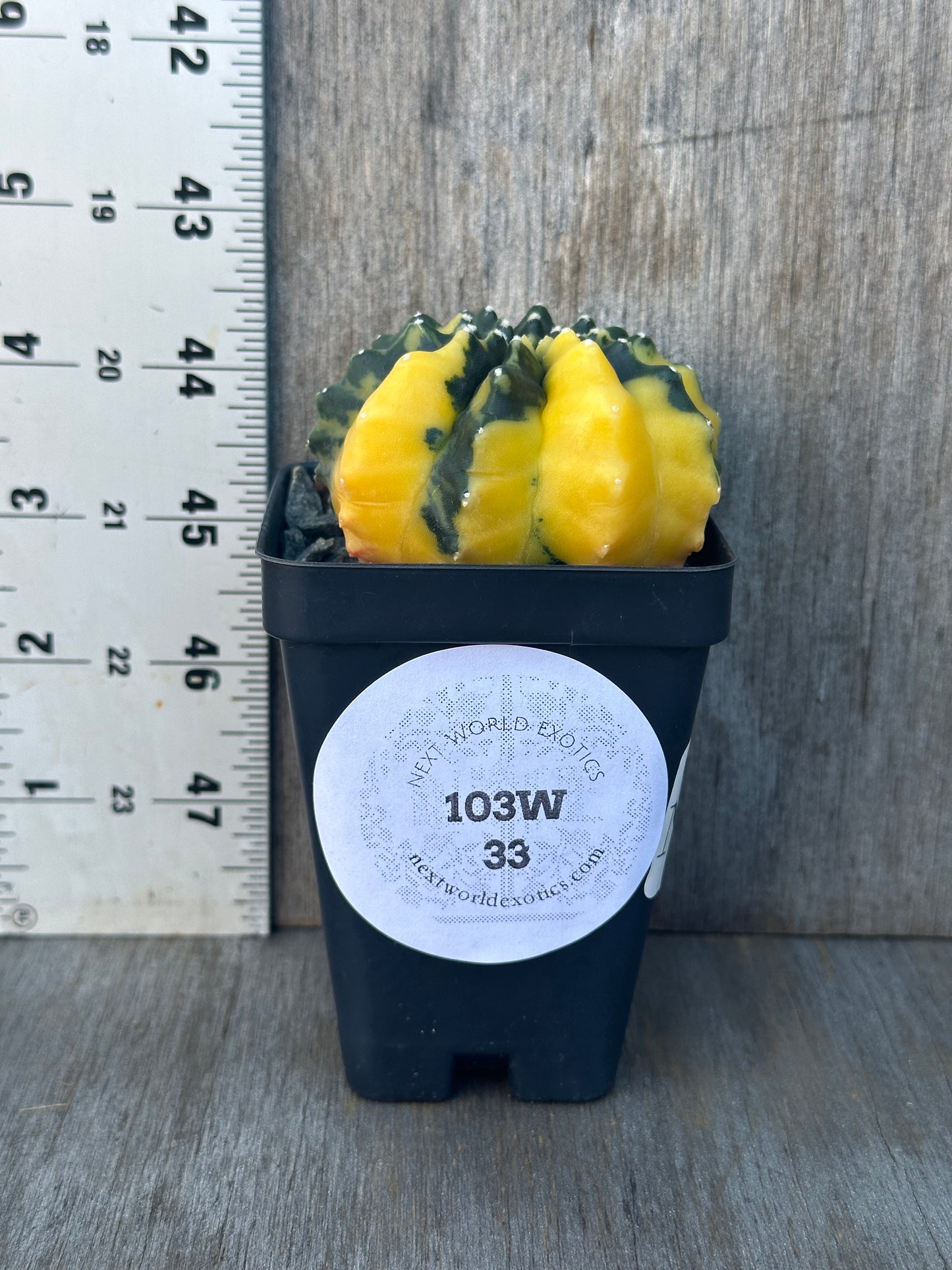 A Gymnocalycium Mihanovichii Inermis Variegated cactus in a 2.5-inch pot next to a ruler, showcasing its size and unique appearance.