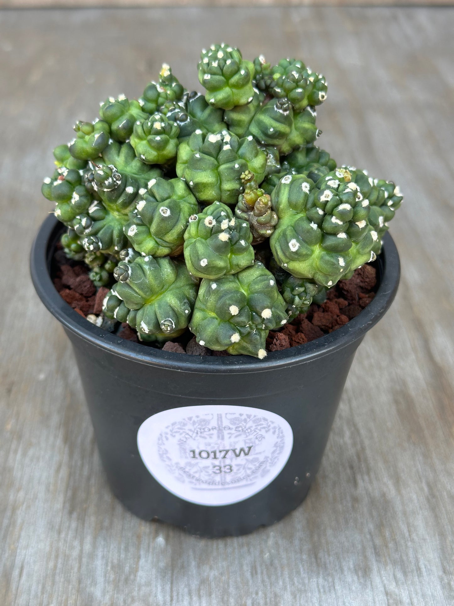 Gymnocalycium Monstrose 'Transformer' cactus in a 4-inch pot, showcasing its unique form, ideal for exotic plant enthusiasts and collectors.