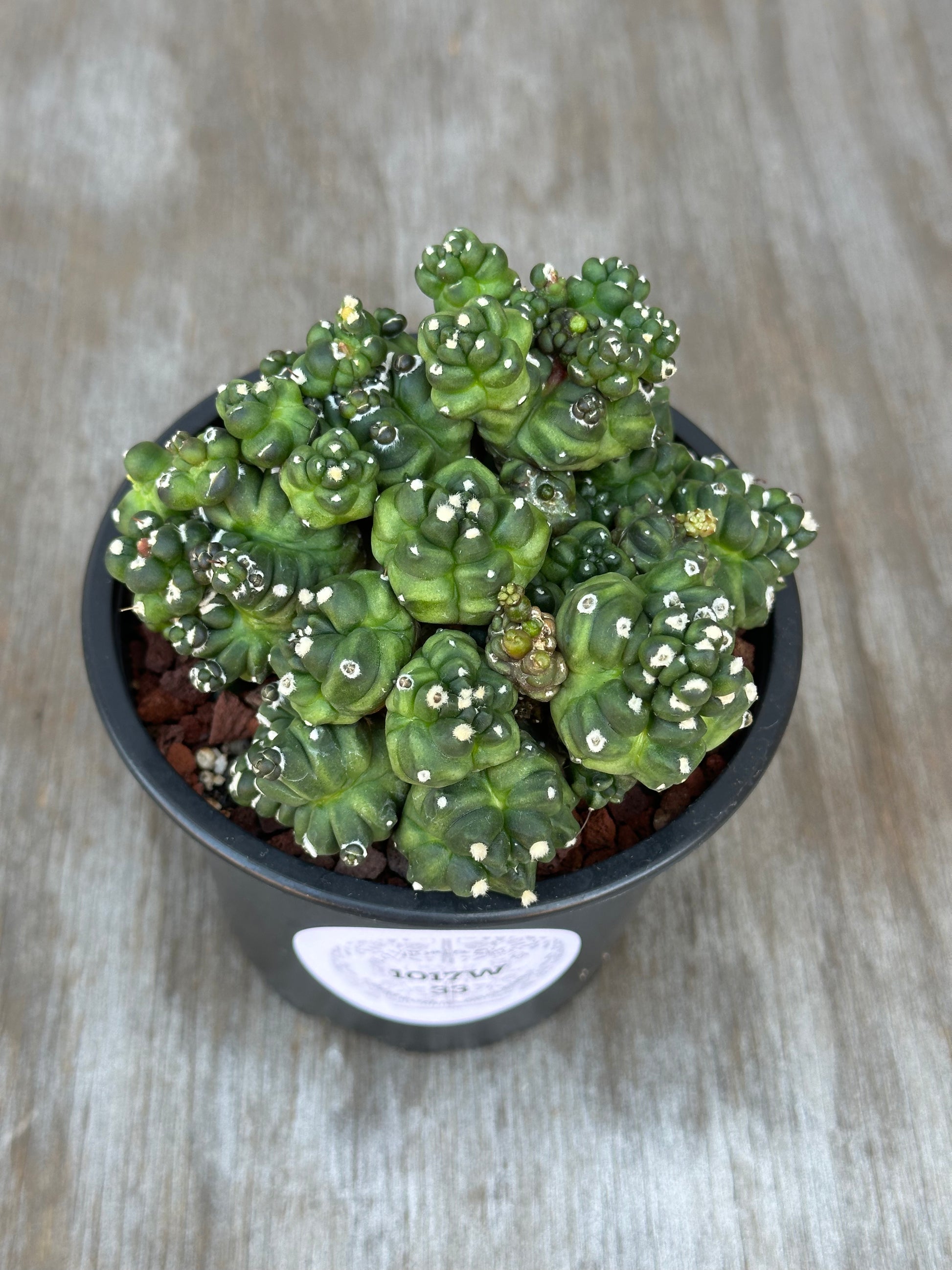 Gymnocalycium Monstrose 'Transformer' cactus in a 4-inch pot sits on a wood surface, highlighting its unique form, perfect for exotic plant collectors.