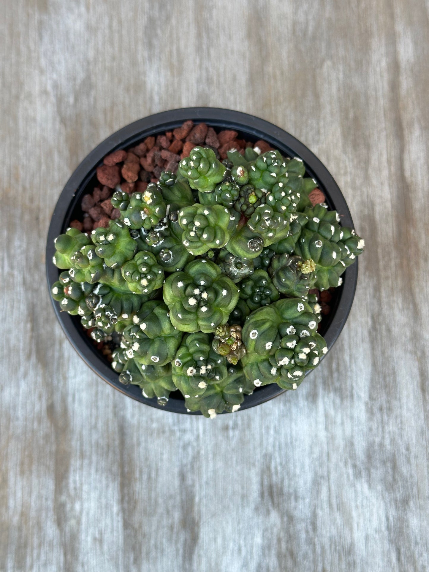 Gymnocalycium Monstrose 'Transformer' cactus in a 4-inch pot, adorned with small white dots and rocks, ideal for exotic plant collectors.