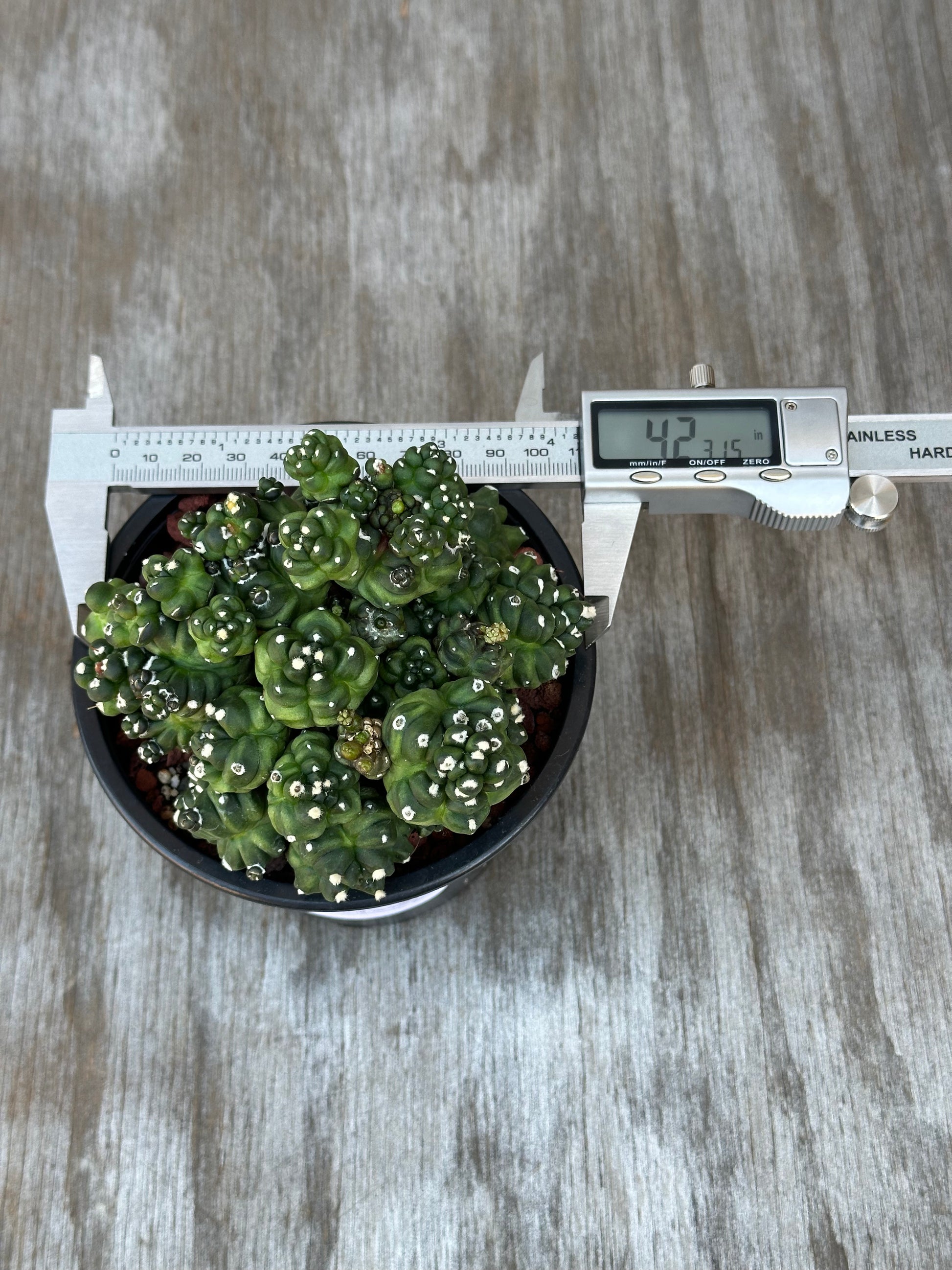 Gymnocalycium Monstrose 'Transformer' cactus in a 4-inch pot, accompanied by a measuring device for growth tracking, featured at Next World Exotics.