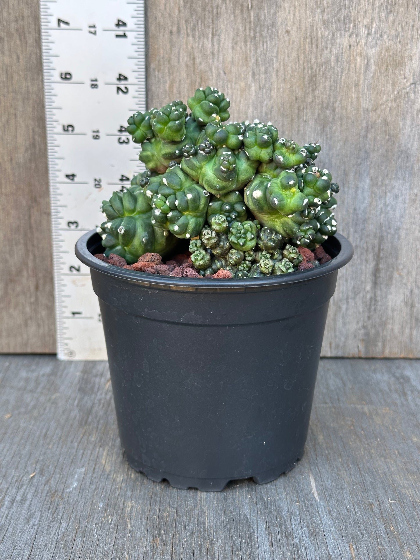 Gymnocalycium Monstrose 'Transformer' (1017W33) cactus in a 4-inch pot, showcased on a wooden surface, ideal for exotic houseplant enthusiasts.