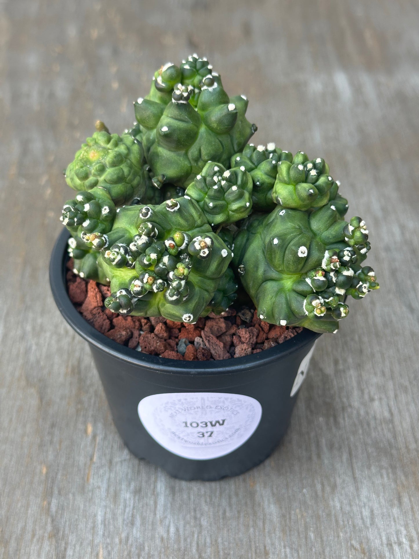 Gymnocalycium Monstrose 'Transformer' in a 4-inch pot, showcasing its unique, rare cactus form, ideal for collectors of exotic houseplants.