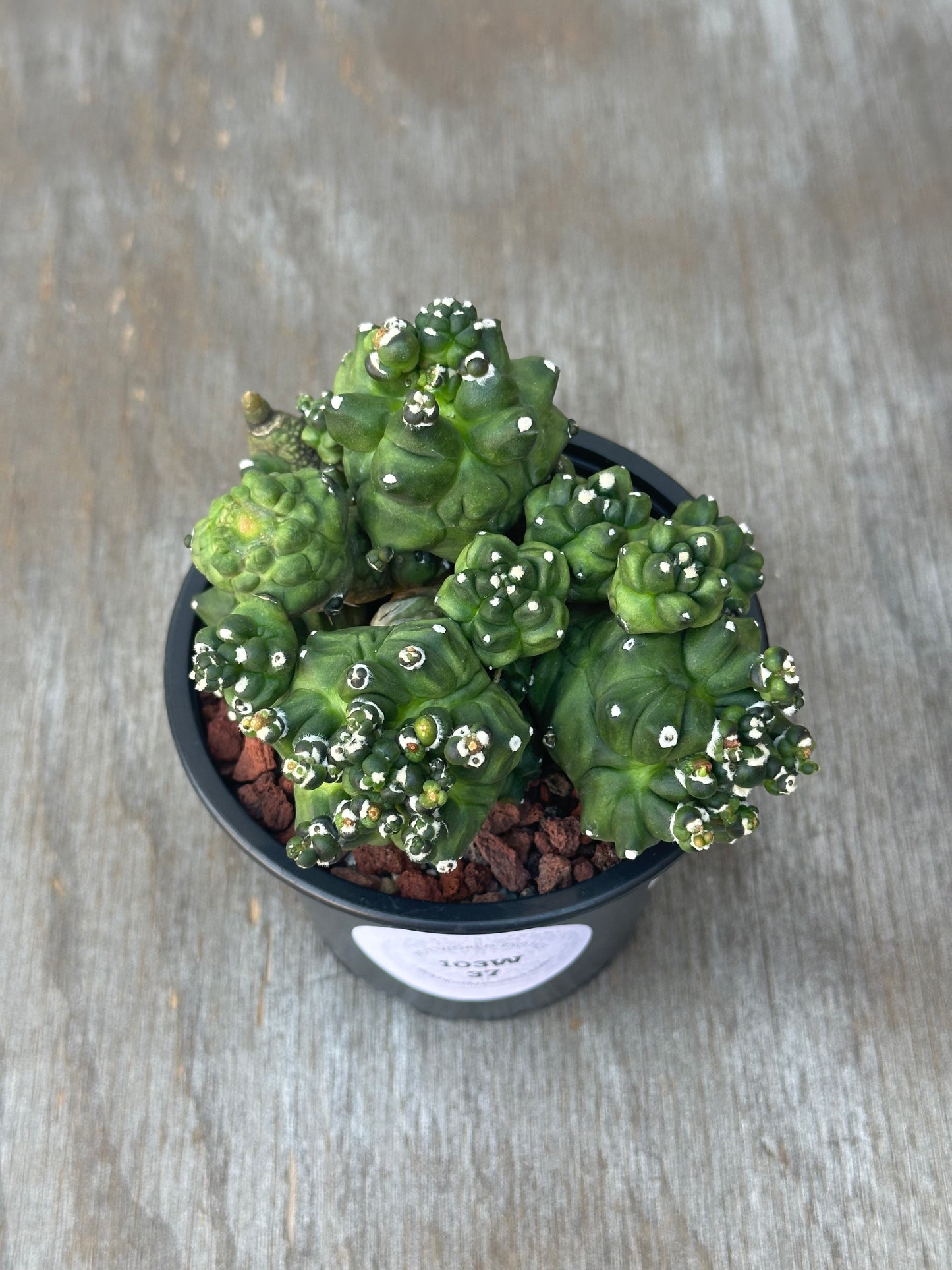 Gymnocalycium Monstrose 'Transformer' in a 4-inch pot, showcasing its unique, rounded cactus form with textured surface, ideal for exotic plant enthusiasts.