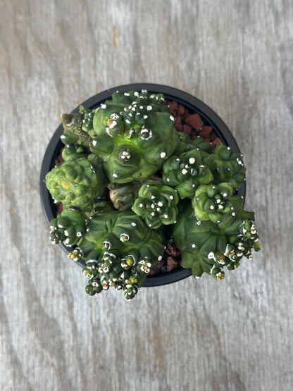 Gymnocalycium Monstrose 'Transformer' cactus in a 4-inch pot, showcased by Next World Exotics for rare and exotic houseplant enthusiasts.